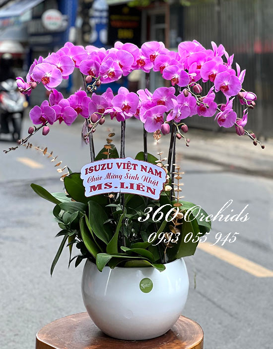 Lan hồ điệp hồng - Tháng ngày tươi đẹp