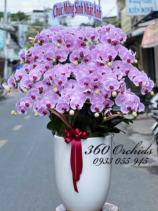 Chậu lan hồ điệp hồng - Cuộc sống tươi đẹp