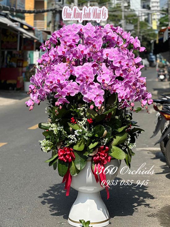 Chậu lan hồ điệp hồng - Tương lai hạnh phúc