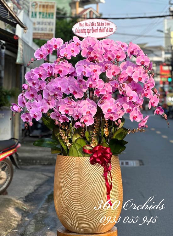 Chậu lan hồ điệp hồng - Tương lai hồng phúc