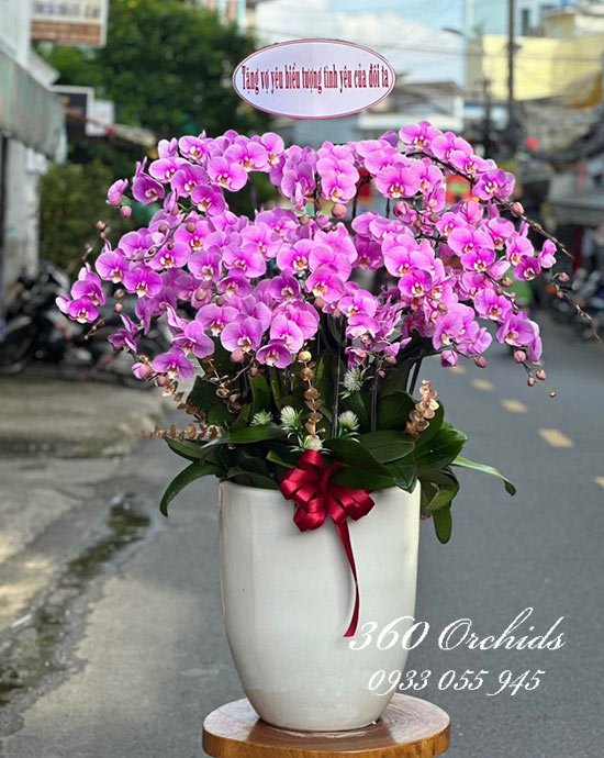 Lan hồ điệp hồng - Tình yêu hoàn mỹ