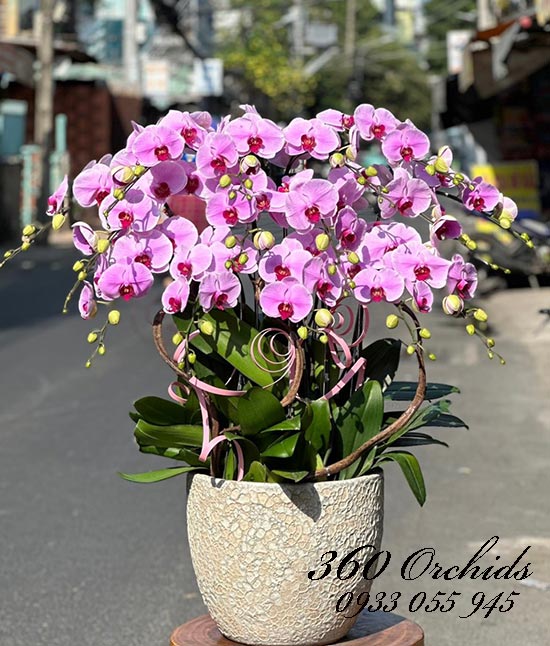 Chậu lan hồ điệp hồng - Phát lộc phát tài