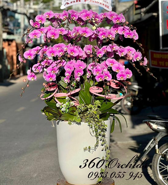 Chậu lan hồ điệp hồng - Phong phú đa tài