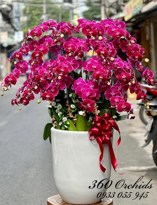 Chậu lan hồ điệp tím - Phú quý trăm năm