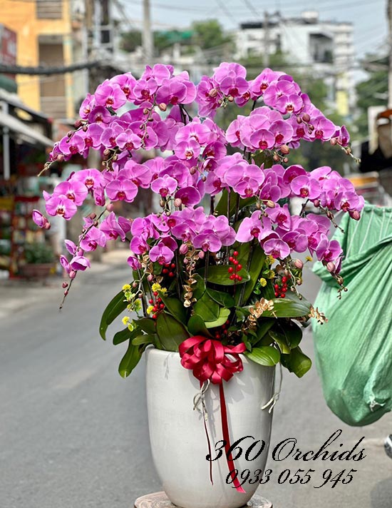 Chậu lan hồ điệp hồng - Cát tường vinh hoa
