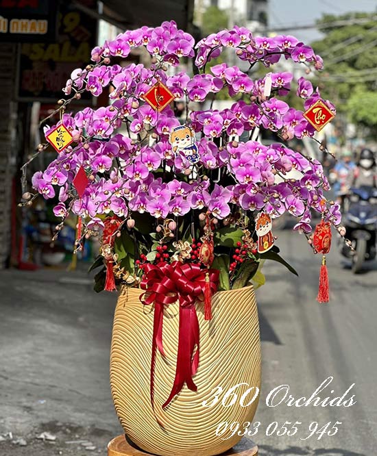 Chậu lan hồ điệp hồng - Sinh hoa phát tài