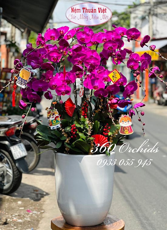 Chậu lan hồ điệp tím - Vạn sự như ý