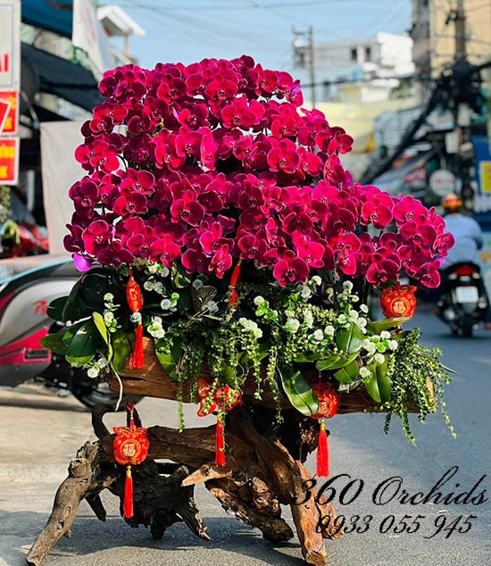 Lan hồ điệp tím ghép gỗ lũa - Đắc thời đắc lợi