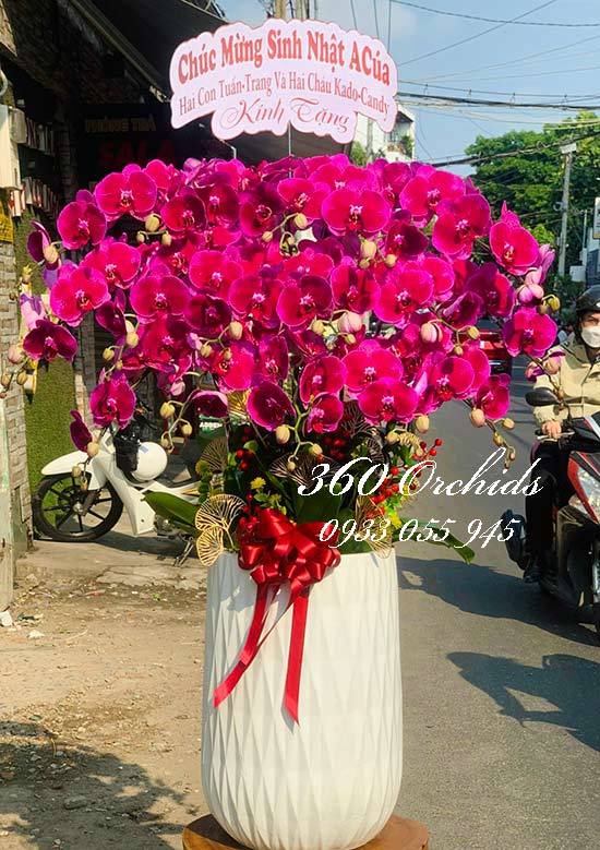 Chậu lan hồ điệp tím - Phú quý vạn sự
