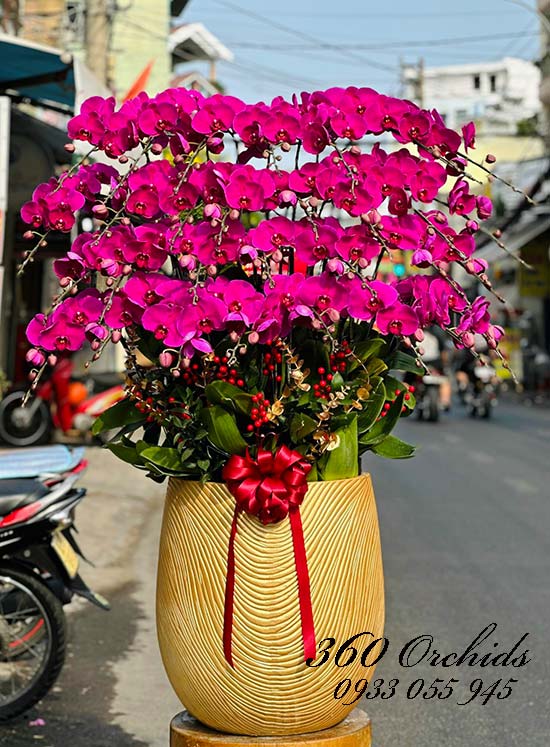 Chậu lan hồ điệp tím - Khởi sự vinh hoa