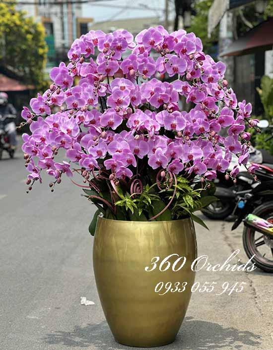 Chậu lan hồ điệp hồng - Đời vạn điều may