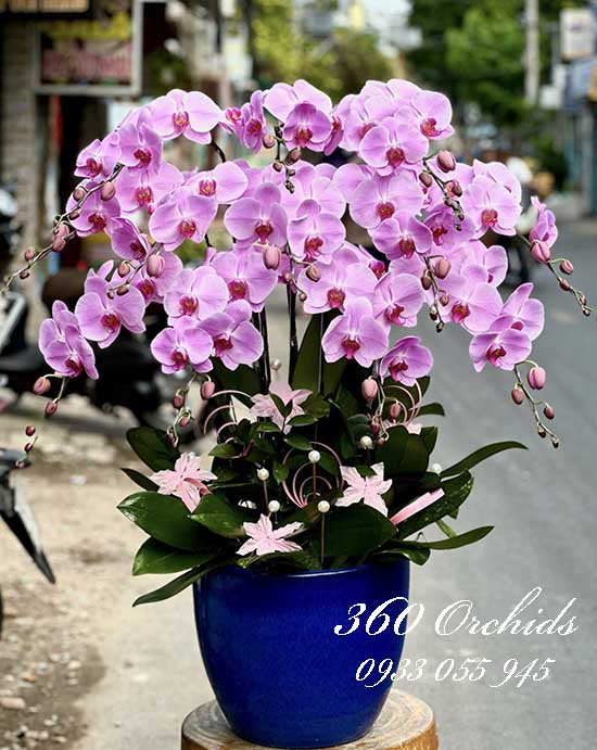 Chậu lan hồ điệp hồng - Hòa khí sinh lộc