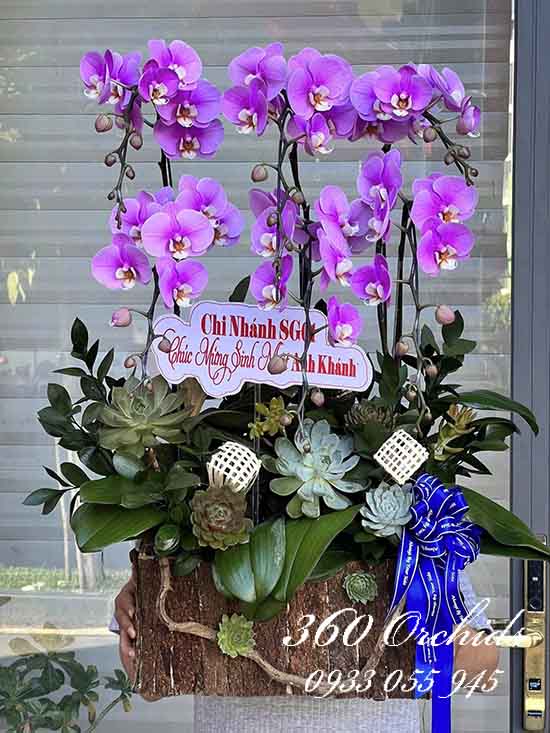 Chậu lan hồ điệp hồng - Cuộc sống an lành