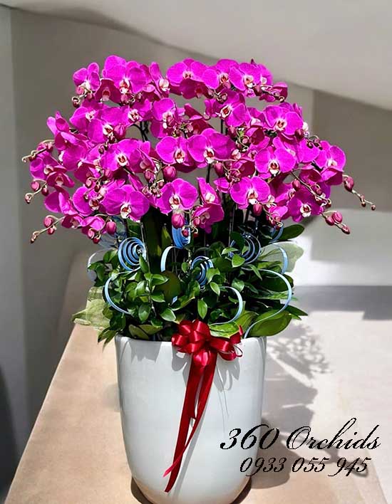 Chậu lan hồ điệp tím - Đưa may mắn đến 