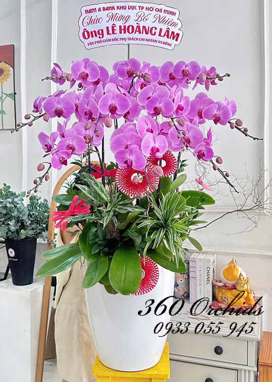 Chậu lan hồ điệp hồng - Hanh thông tiến tới