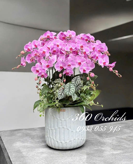Chậu lan hồ điệp hồng - Đón bình an