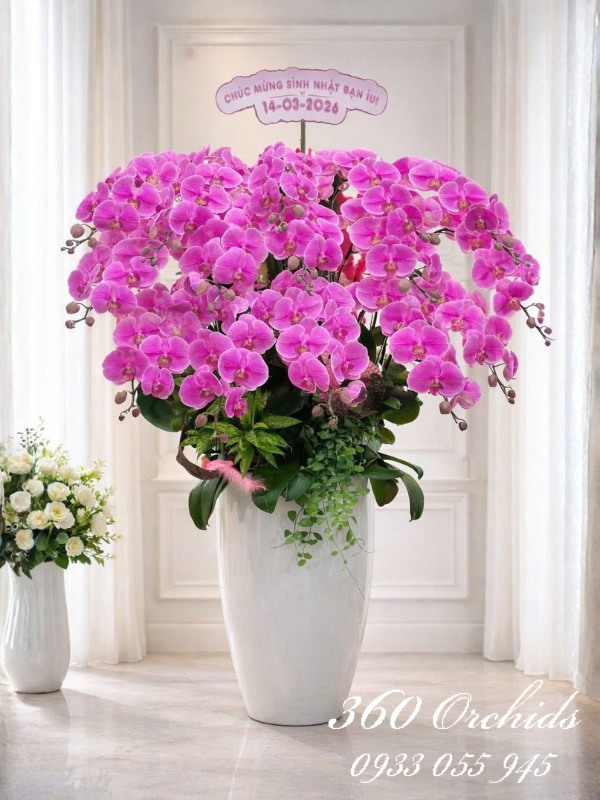 Chậu lan hồ điệp hồng 15 cành - Gửi trọn yêu thương
