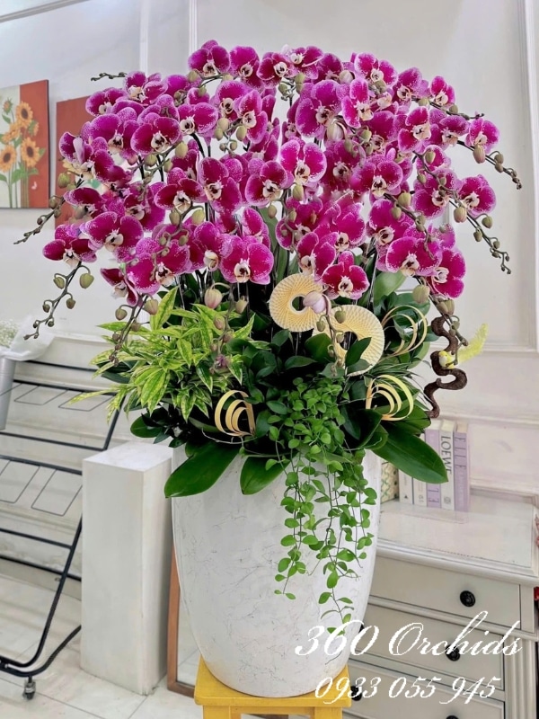 Chậu lan hồ điệp tím 20 cành - Vạn phúc trường an