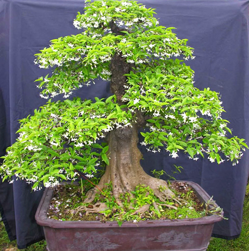 Cây mai chiếu thủy lá lớn