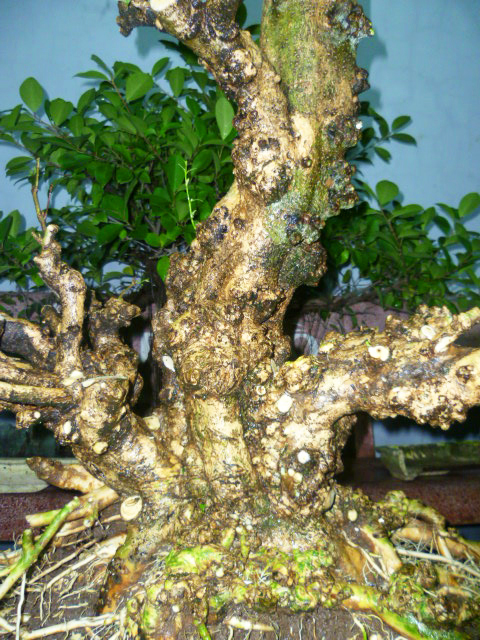 Mai chiếu thủy nu sọ khỉ