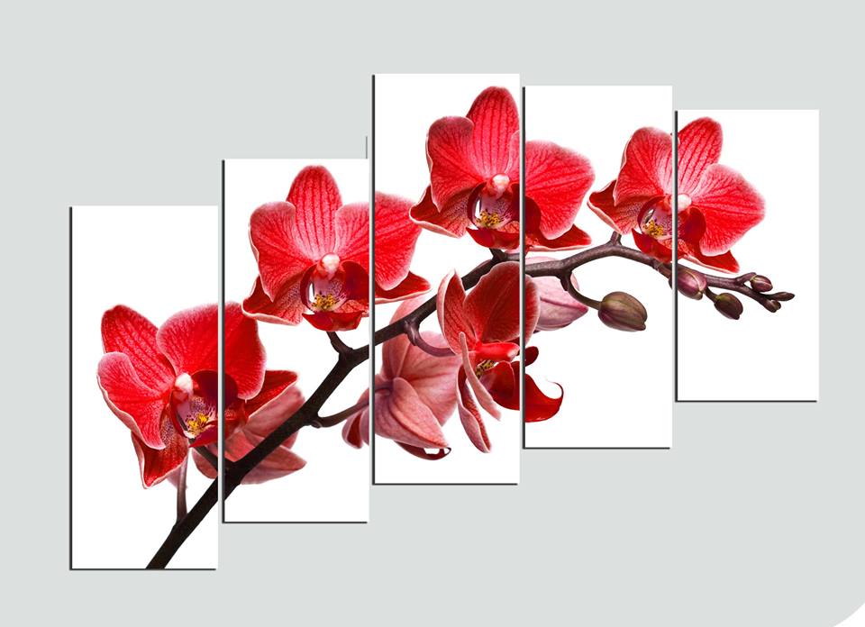 Trang treo tường hoa lan hồ điệp đỏ đẹp 