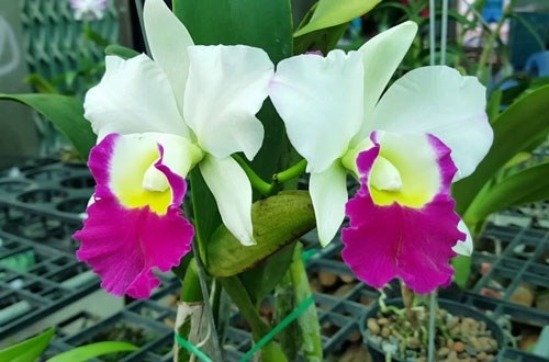 Đặc điểm hoa lan Cattleya