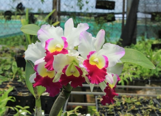 Lan Cattleya rừng được chia thành 2 nhóm