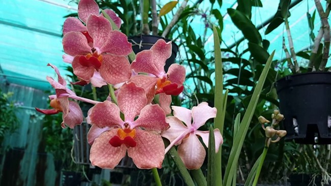Hoa lan Vanda không ưa ánh nắng