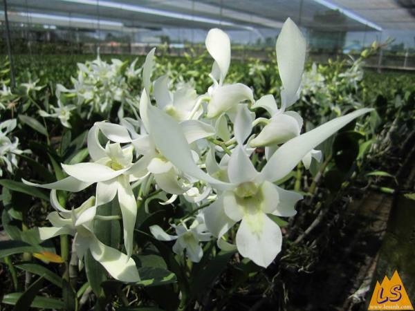 Đặc điểm hoa lan dendro nắng Bao Thanh Thiên