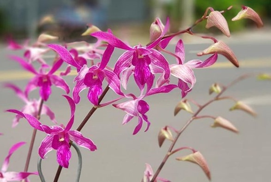 Lan Dendro mỏ két