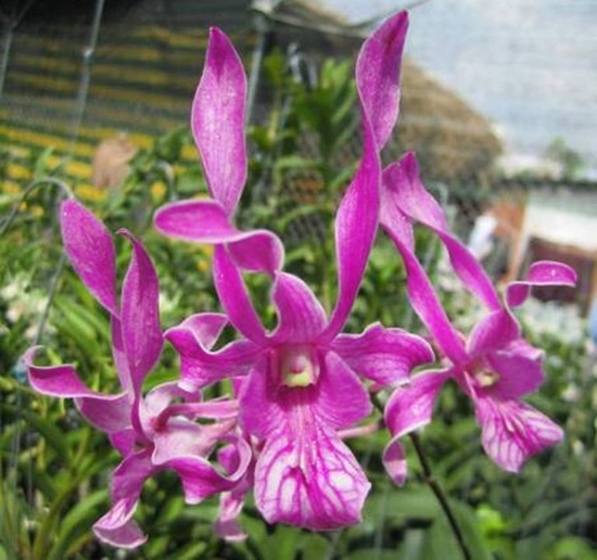 Lan Dendro Hổ Mang Chúa