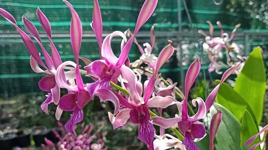 Giới thiệu về lan dendro