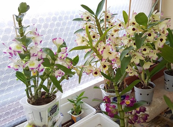 Chắm sóc tốt để cây lan đùi gà nhanh ra hoa
