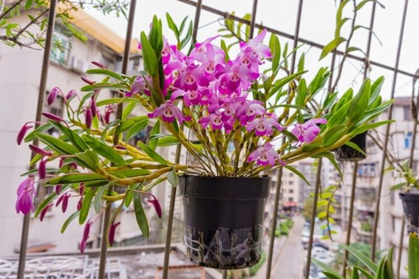 Ứng dụng của hoa lan đùi gà trong cuộc sống