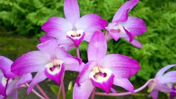 Giới thiệu về cây lan đùi gà
