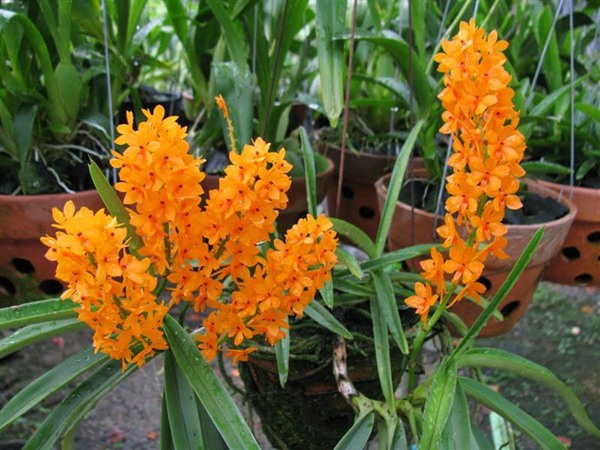 Giống lan hỏa hoàng cam