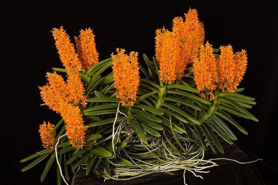 Cách trồng lan hỏa hoàng đẹp, nhanh phát triển