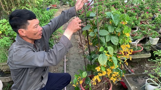 Cách trồng cây hoa lan hoàng dương