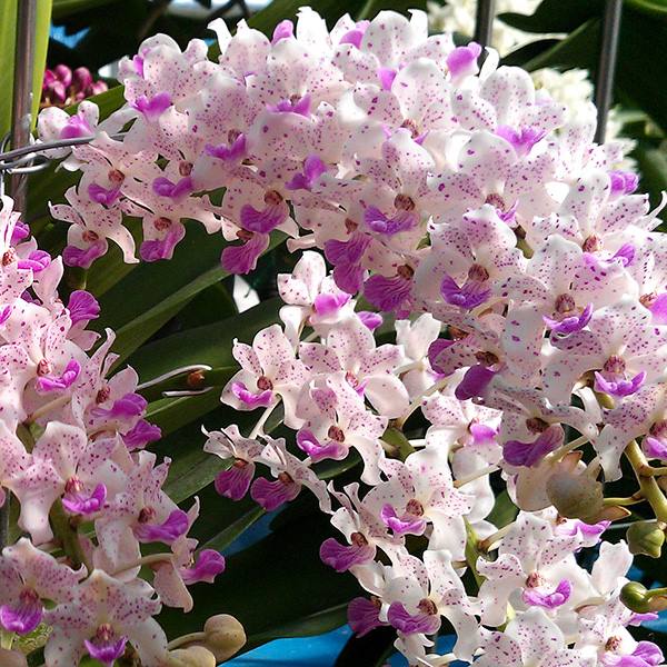 Địa chỉ mua lan ngọc điểm đẹp, chất lượng