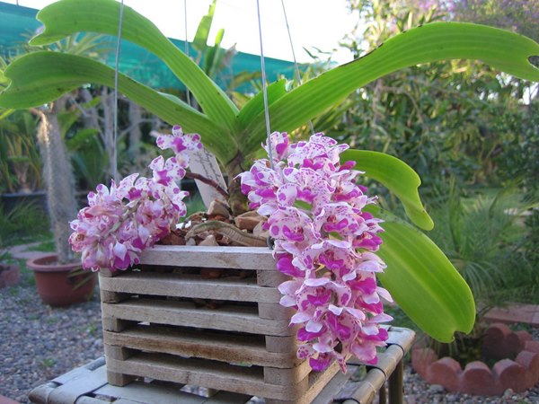Cách trồng hoa lan ngọc điểm