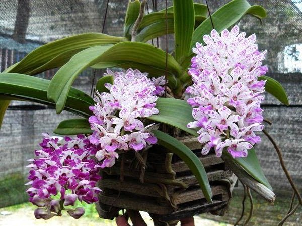 Hướng dẫn chăm sóc lan ngọc điểm