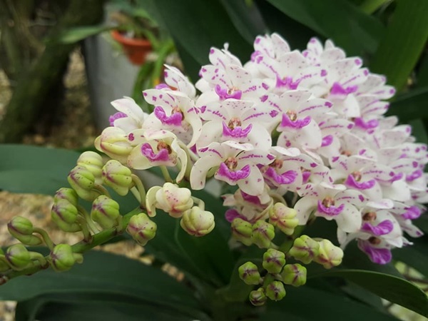 Hoa lan ngọc điểm dễ dàng thích nghi với nhiều môi trường sống