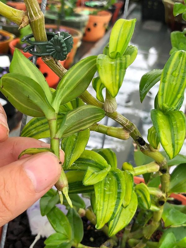 Cách trồng và chăm sóc lan phi điệp lá kẻ