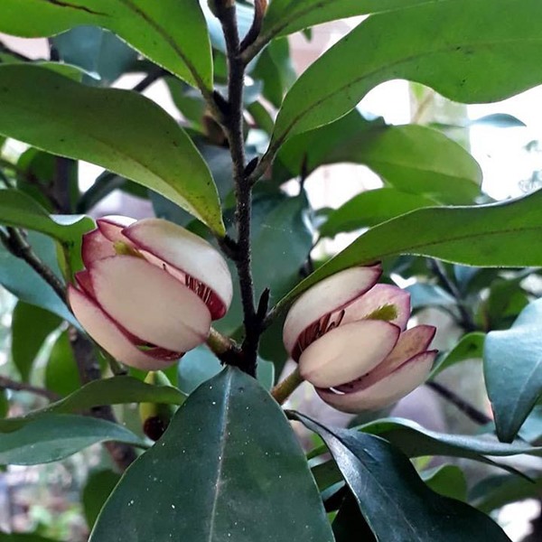 Cách trồng hoa lan tiêu