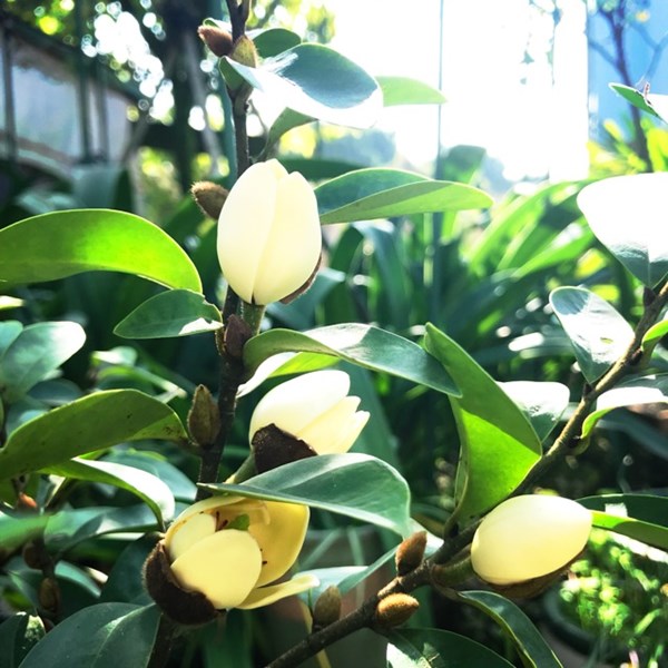 Lan tiêu thuộc họ Mộc Lan