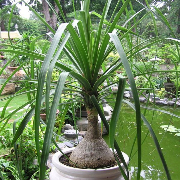 Lợi ích lan bầu rượu mang lại