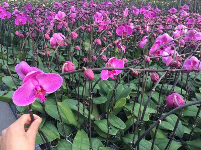 hoa lan hồ điệp giống đủ lá cành hoa lan hồ điệp giống đủ lá cành