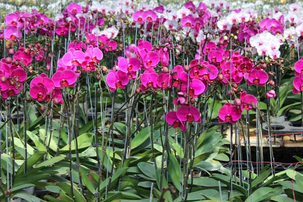 Cần chú ý một số kỹ thuật trồng cây cơ bản tại nhà