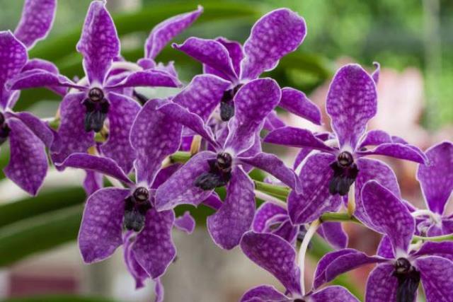 Thường xuyên chăm sóc lan hồ điệp