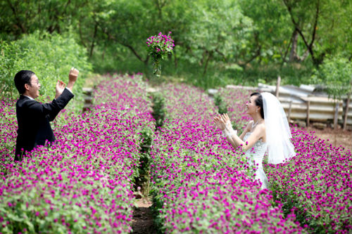 Bó hoa cúc bách nhật minh chứng cho một tình yêu chung thủy